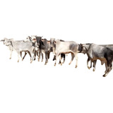 Vacas Novilhas Bezerras Bezerros