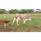 Vacas   
