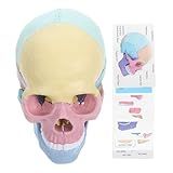 Vaguelly Modelo De Crânio Colorido Humano Modelo De Crânio Anatômico Anatomia Cabeça Explodida Modelo De Crânio Mini Modelo De Crânio De Cor Humana De Ensino Clínico