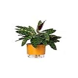 Vaso Autoirrigável Médio N03 16cm X 14cm Terrazzo Arenito