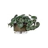 Vaso Autoirrigável Médio N03 16cm X 14cm Terrazzo Basalto