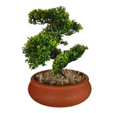 Vaso Bonsai N 2