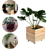 Plantas