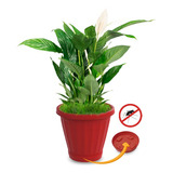 Vaso Cachepot Plantas Temperos Flores C Prato N28 Vermelho