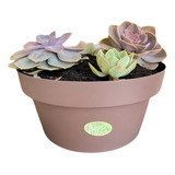 Vaso Cuia Bari Okla P Plantas E Suculentas 15cm 900ml Cores