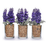 Violeta