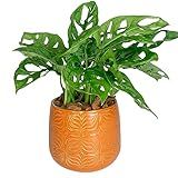 Vaso De Mesa Para Plantas Decorativo Cachepot De Cerâmica Laranja 