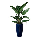 Vaso Estilo Vietnamita Coluna Lisa Brilho Planta Decor Casa