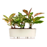 Vaso Jardineira Autoirrigável Raiz 40cm Coleção Terrazo