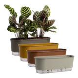 Plantas