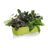 Plantar
