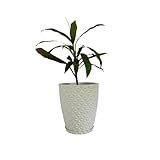 Vaso Para Planta Modelo Coluna Diamante Tamanho PP 30cm De Altura Branco