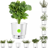 Horta