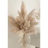 Pampas