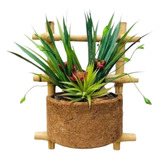 Plantas