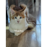 Venda De Lindos Filhotes Da Raça Maine Coons