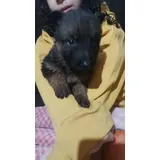 Vende Lindos Filhotes De