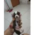 Vendo Belos Filhotes De Pinther