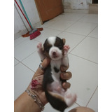 Pinther