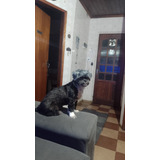 Vendo Cachorro Shitzu 