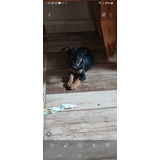 Vendo Filhote De Pinscher Número 1 3 Messes De Vida