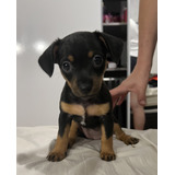 Vendo Filhote De Pinscher