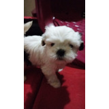 Vendo Filhote De Shih