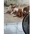 Vendo Filhotes De Cachorro