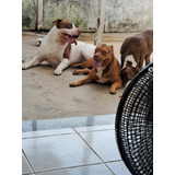 Vendo Filhotes De Cachorro