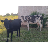 Vendo Ou Troco 6 Vacas De Leite E 1 Boi Nelore