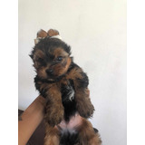 Vendo Yorkshire Macho 2 Meses Vida Já Vermifugado