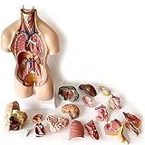 VENEZIANA Modelo Anatomico Humano