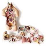 VENEZIANA Modelo Humano  Modelo De Anatomia Do Tronco  Anatomia Do órgão Torácico Humano  Modelo Anatômico Do Corpo  Esqueleto  Anatomia  Ferramenta De Ensino Educacional  18 Peças
