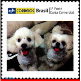 Cachorros
