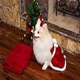 Vestido De Natal Modernpet Para Cachorro Vermelha Tam M