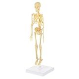 VILLFUL Esqueleto Humano Clipes Magnéticos Esqueleto De Anatomia Terno Infantil Crianças Brinquedos Infantis Modelos Brinquedo Infantil Manequim De Simulação De Plástico Móvel Caixa Filho