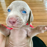 Weimaraner Filhote Com Pedigree