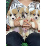 Welsh Corgi Pembroke Filhotes