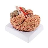 WICHEMI Modelo De Cerebro