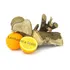 Wood Chunks T 6  Sugar  Lolita E Ugly  Laranjeira