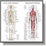WYCI Pôster Anatômico Do Sistema Muscular Esqueleto Gráfico De Anatomia Muscular Gráfico Anatômico Corpo Humano Educativo Para Anatomia Humana Pôster 40x60cm Sem Moldura