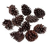 Xiaojikuaipao 20 X Grandes Pinhas Secas Naturais A Granel Pinhas Premium Para Artesanato DIY Decorações De Natal E Enfeites De Casa Decoração De Pinha Natural Para Casamentos Rústicos E Festas De
