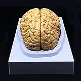 XINDAM Cérebro Humano Anatomicamente Preciso  Tamanho Real  Para Sala De Aula De Ciências  Estudo E Médicos