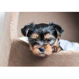 York Shire Os Filhotes Mais Lindos Disponiveis