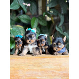 Yorkshire Belissimos Filhotes Machos
