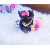 Yorkshire Terrier Fêmea Carinha De Gato