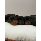 Yorkshire Terrier Fêmea E Macho Pelagem Preto E Dourado