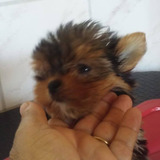 Yorkshire Terrier Filhotes Fêmeas Lindas Porte Pequeno