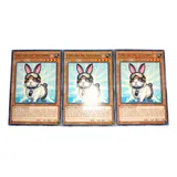 Yugioh 3x Coelho De