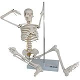 ZCBYBT Modelo De Esqueleto Humano De 85 Cm Com Anatomia Nervosa Modelo De Ensino De Esqueleto Médico Mostra De Ensino